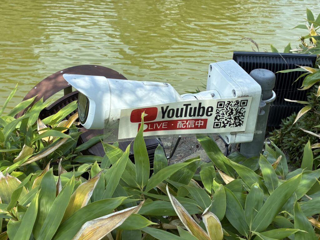 [景點攻略] 日本長野 國寶松本城＆松本市立博物館